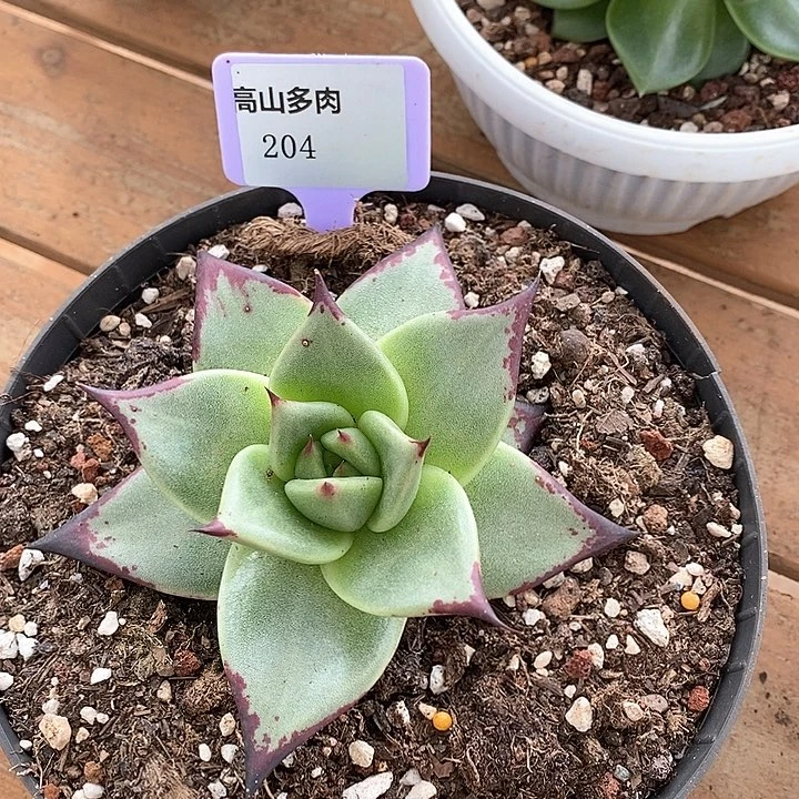 D204- 直播福利 乌木