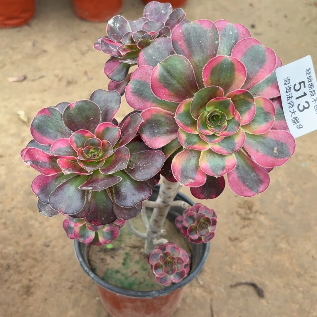 513花蝴蝶多肉植物法师