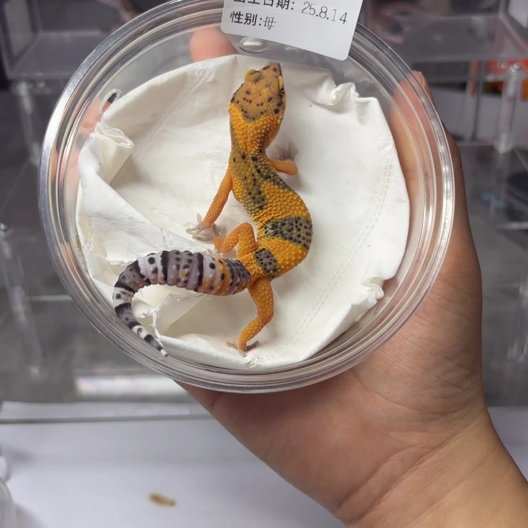 豹纹守宫豹纹守宫翡翠妹妹