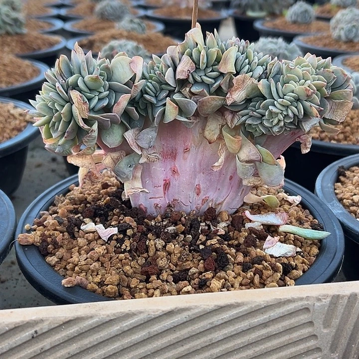 白凤群生缀化多肉