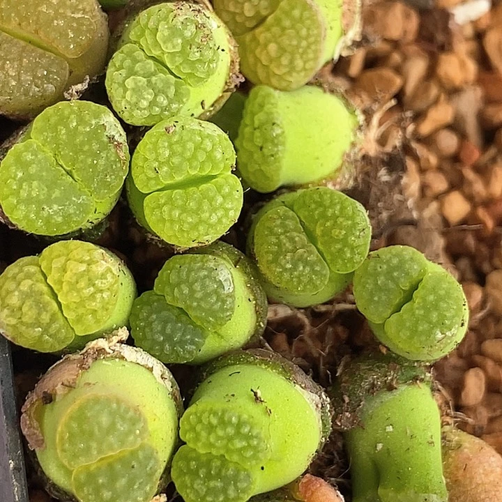 26508磁铁ry1917一颗