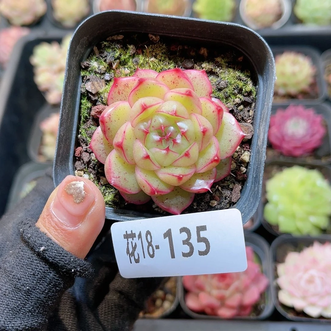 花18-135海王单头