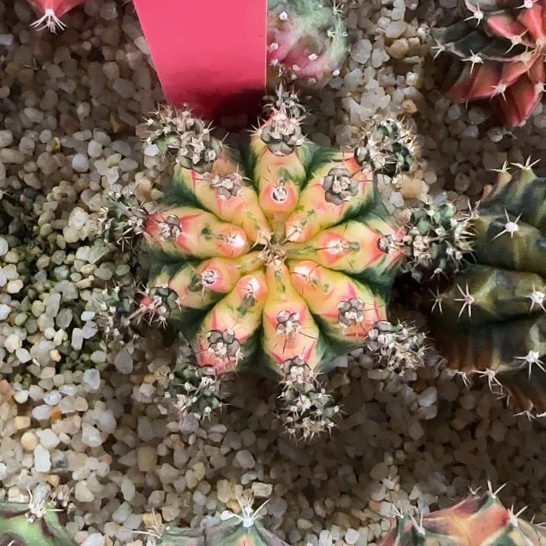 L723-0104泰国发货 好彩