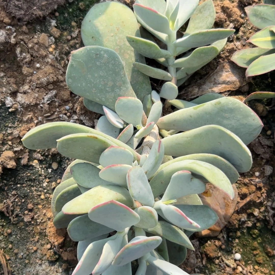 父母哦中央音乐学院植物营养液