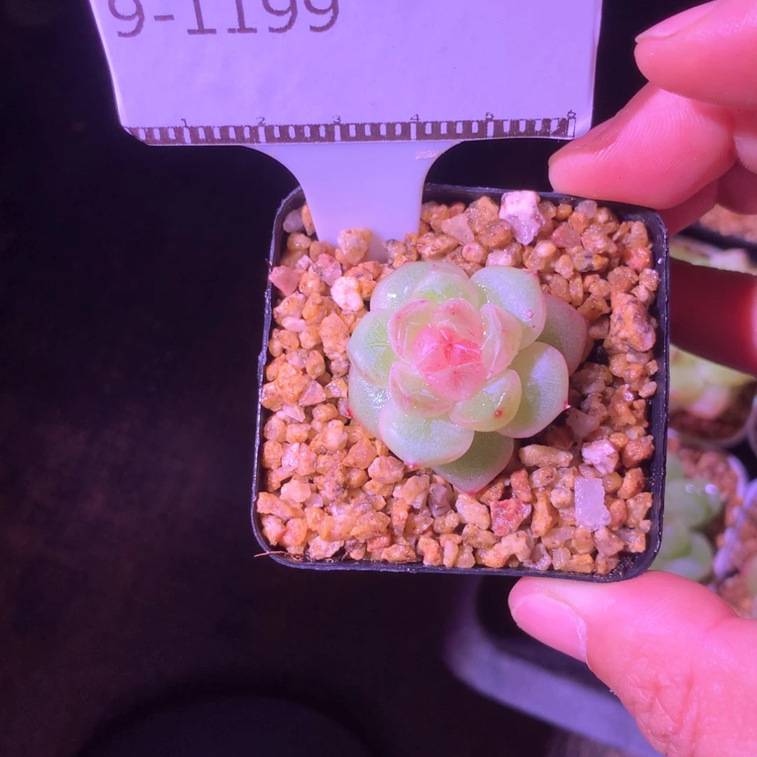 孤品珍妮优选福利58包邮