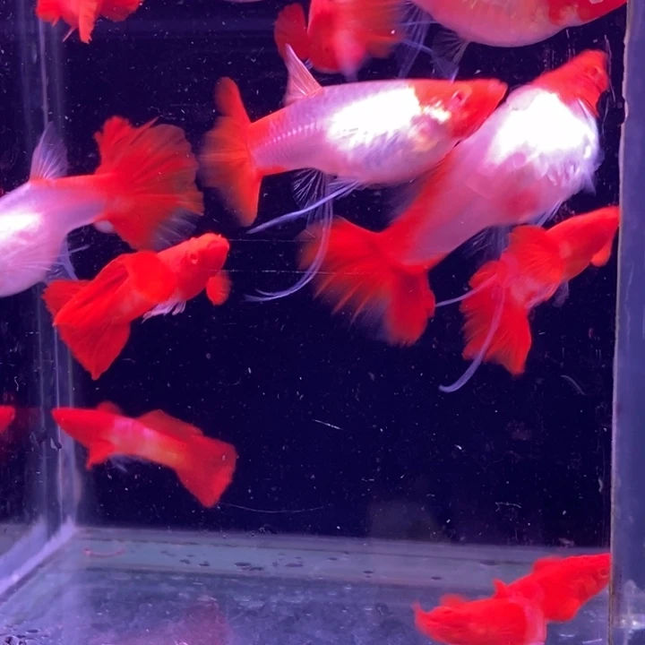 孔雀鱼红头飘5对孔雀