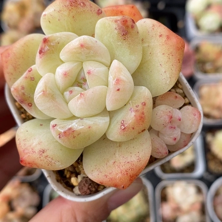 冰钻  多肉 11111.4