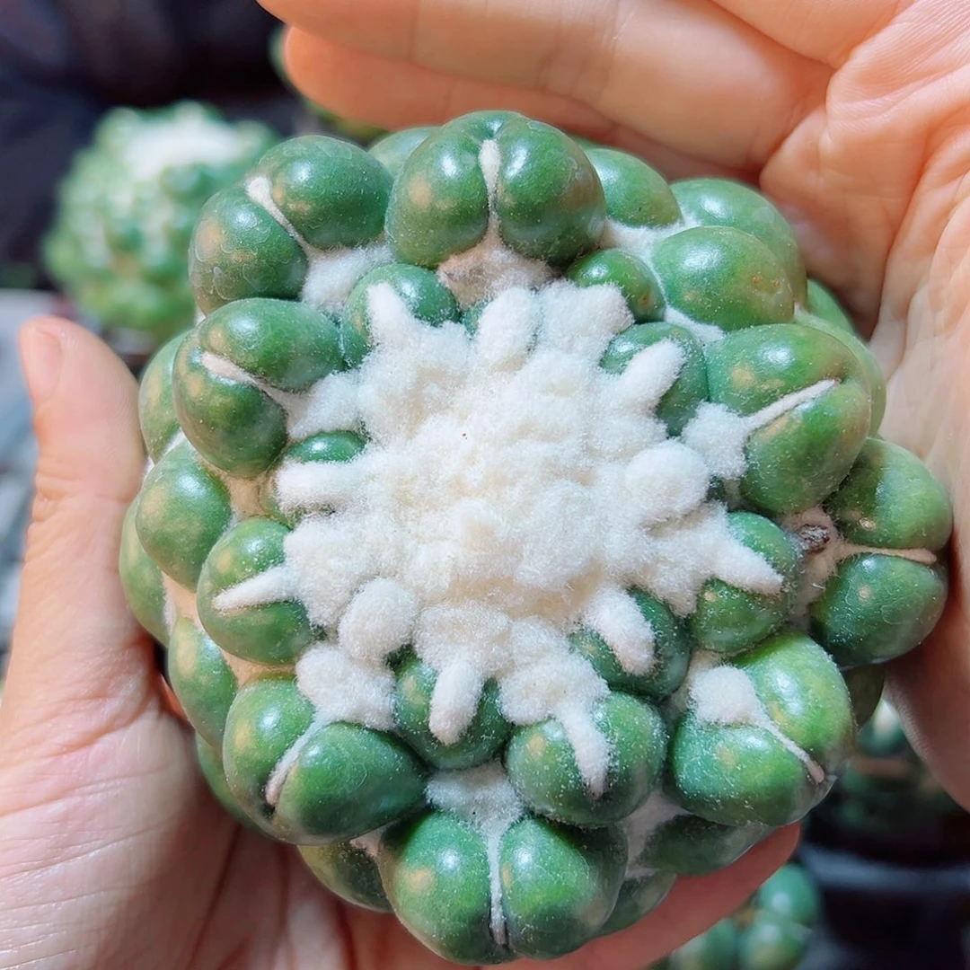 大无刺象牙无根9公分