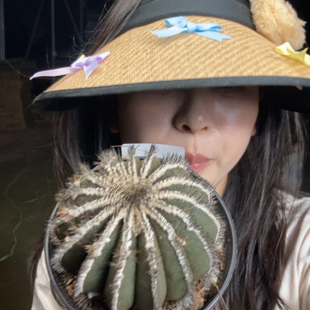 293 一物一拍仙人球