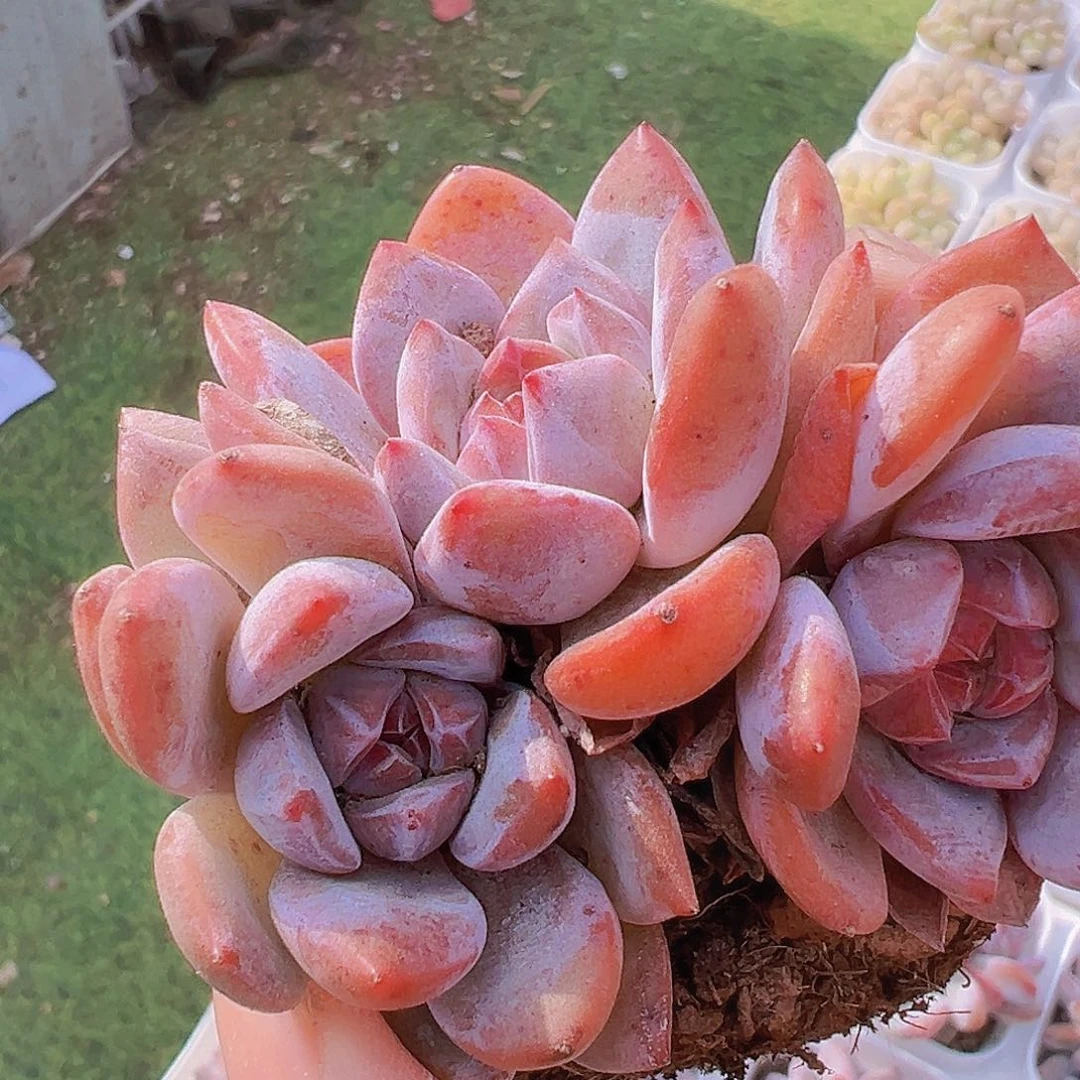 石榴籽群19包邮多肉