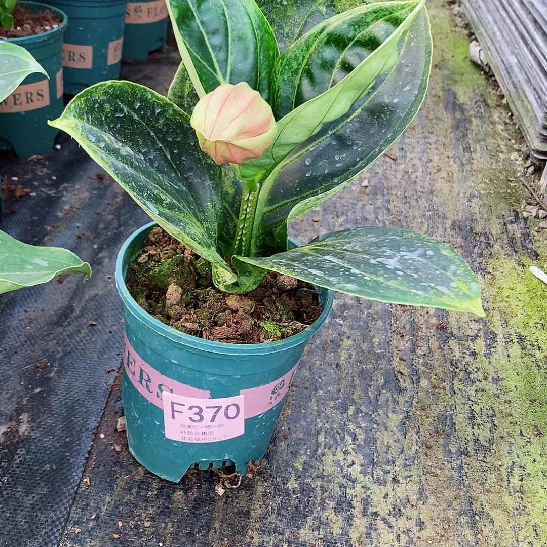 无花朵豆*妈木本花卉370