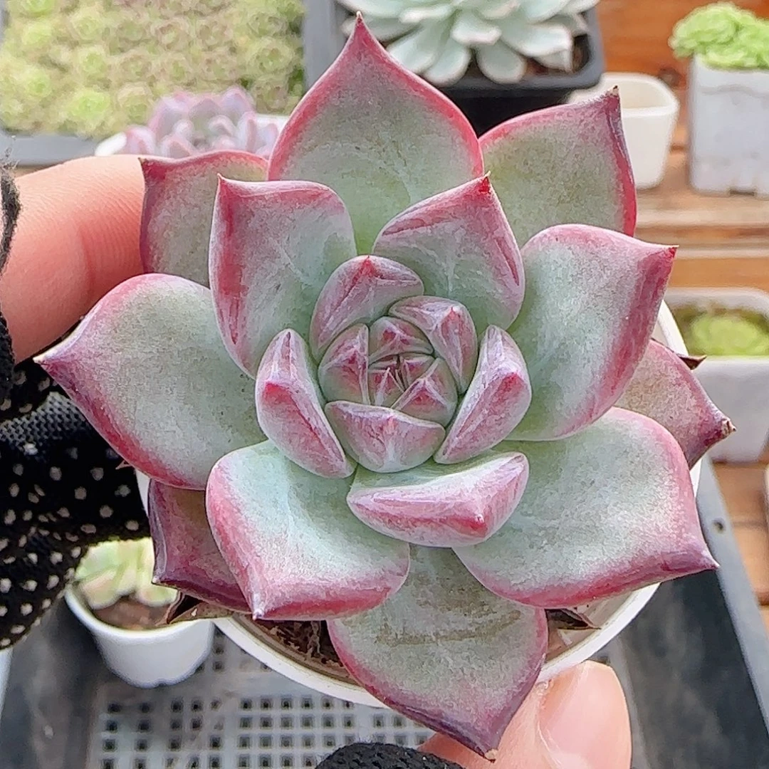 多肉0901-56拉糖拉糖