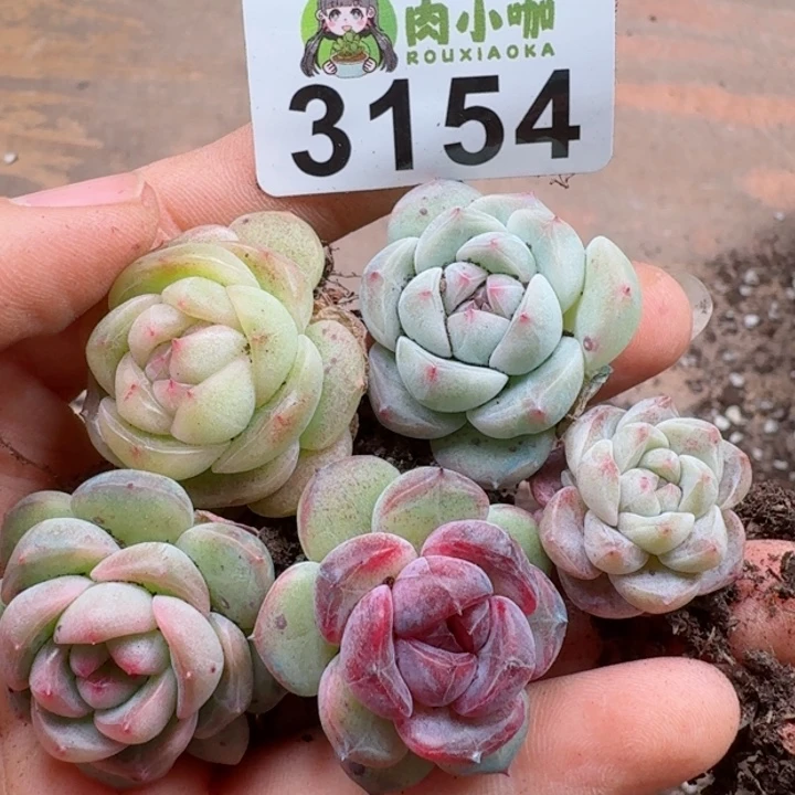 多肉植物多肉植物