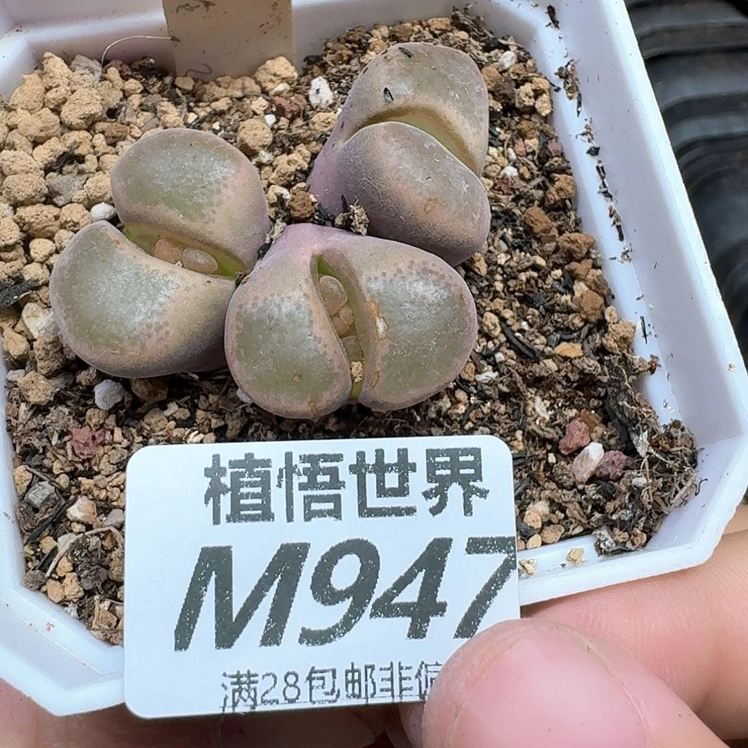 多的植物的动作鹅vnj