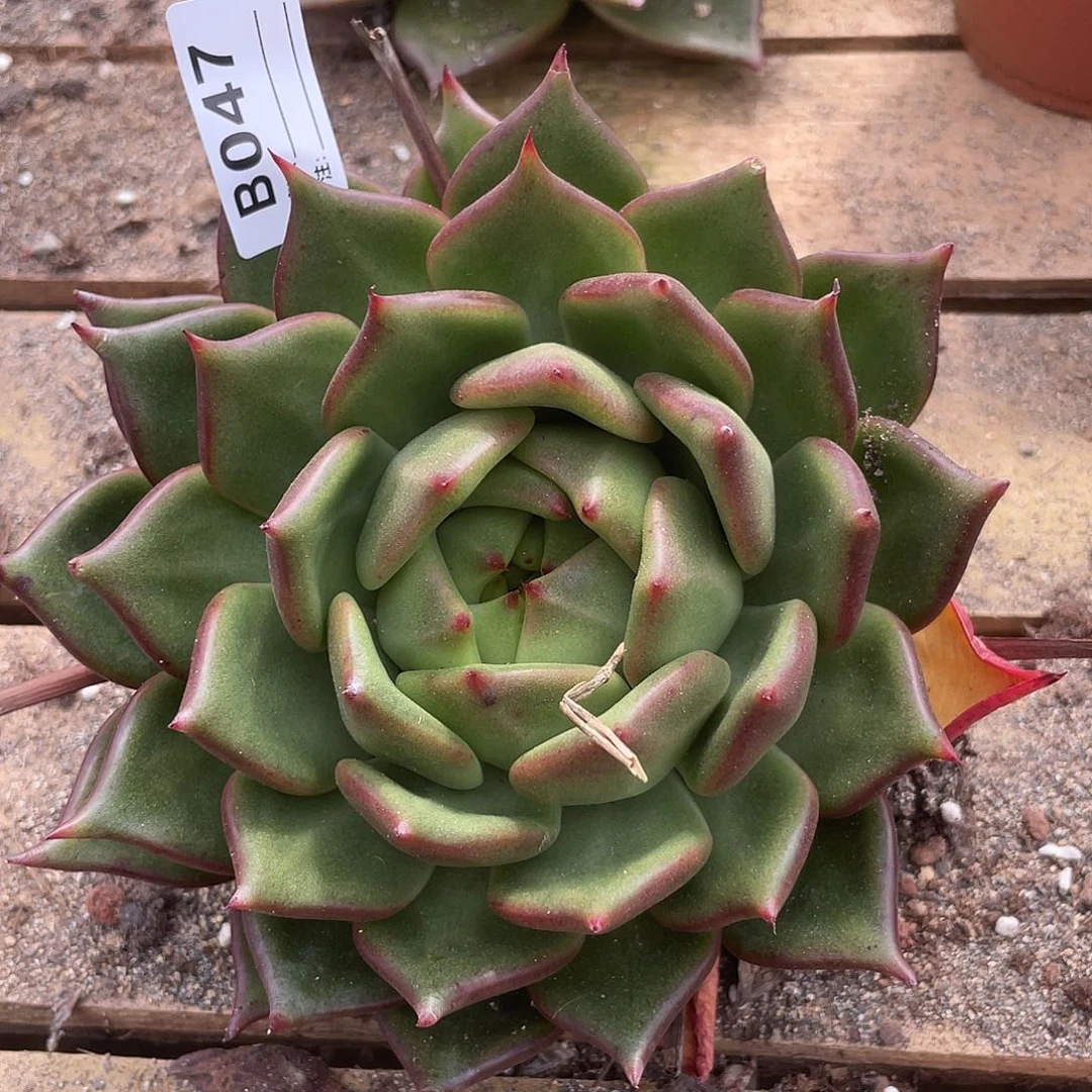 若如东云单拍B047