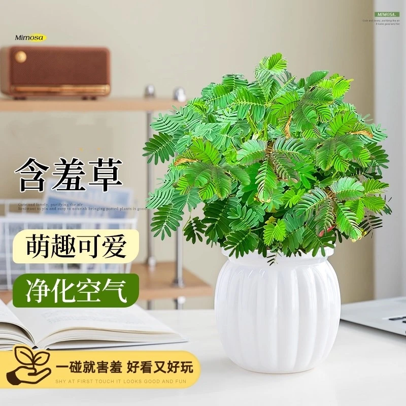 含羞草盆栽室内办公桌面上儿童种植趣味小绿植害羞草四季好养花卉