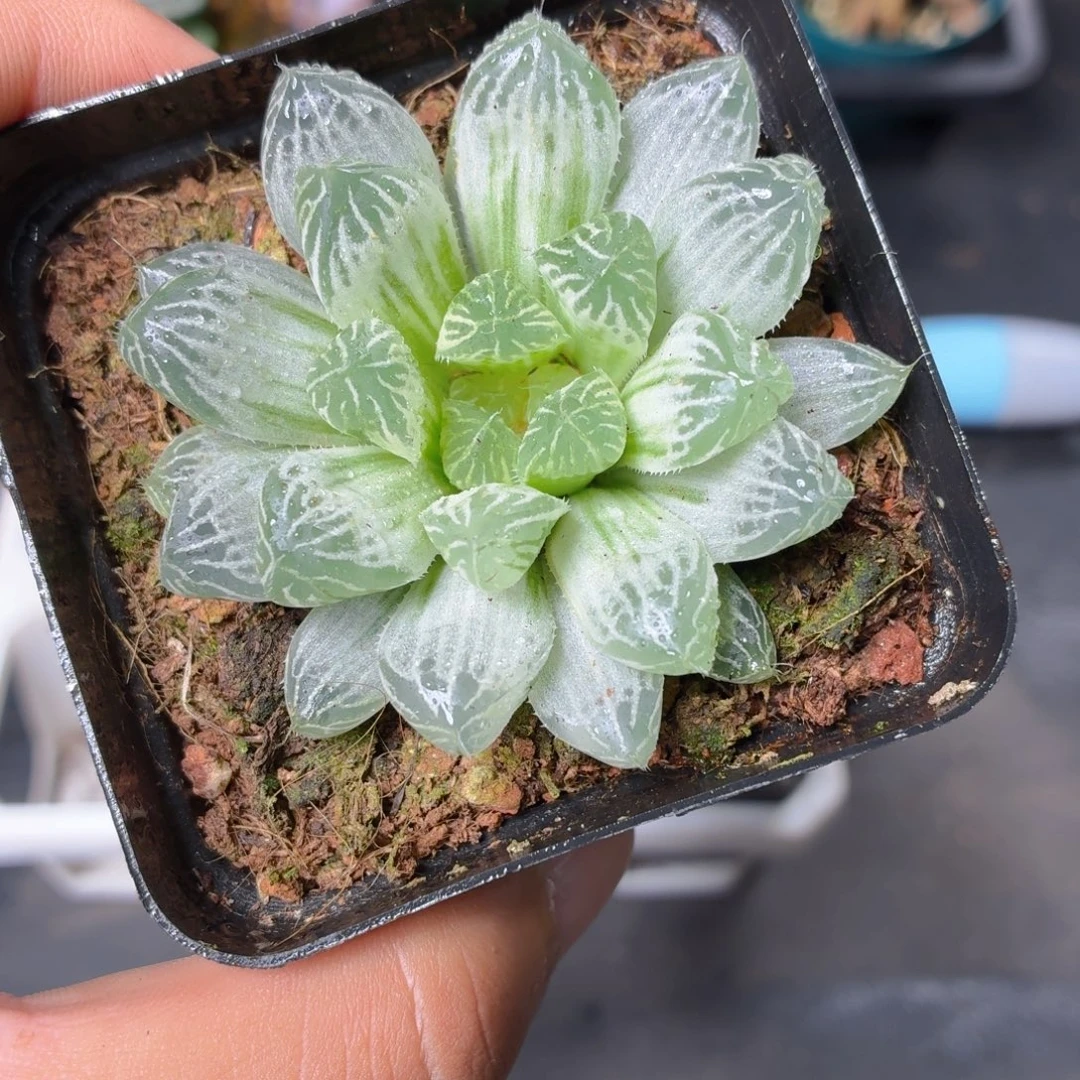白斑玉露多肉9.9包邮发货