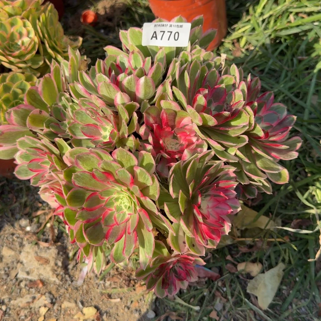 770孔雀翎 多肉植物