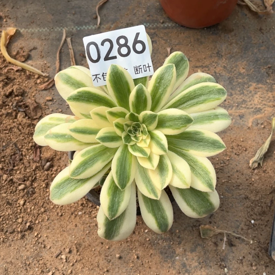 286号，新尼亚法师