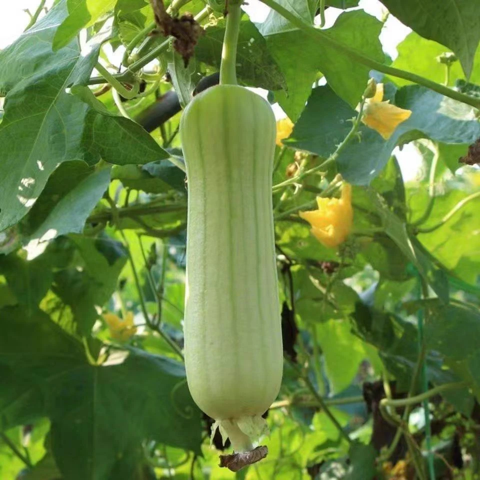 湖南农家新鲜嫩肉白玉丝瓜甜香蔬菜现摘