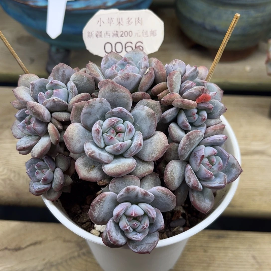 绿底紫心066/11cm多头