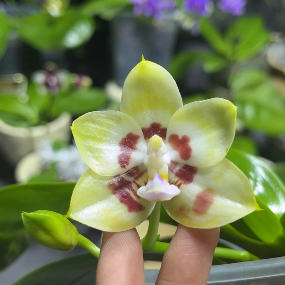 完全开放4寸金虎交雅风爱人开花株