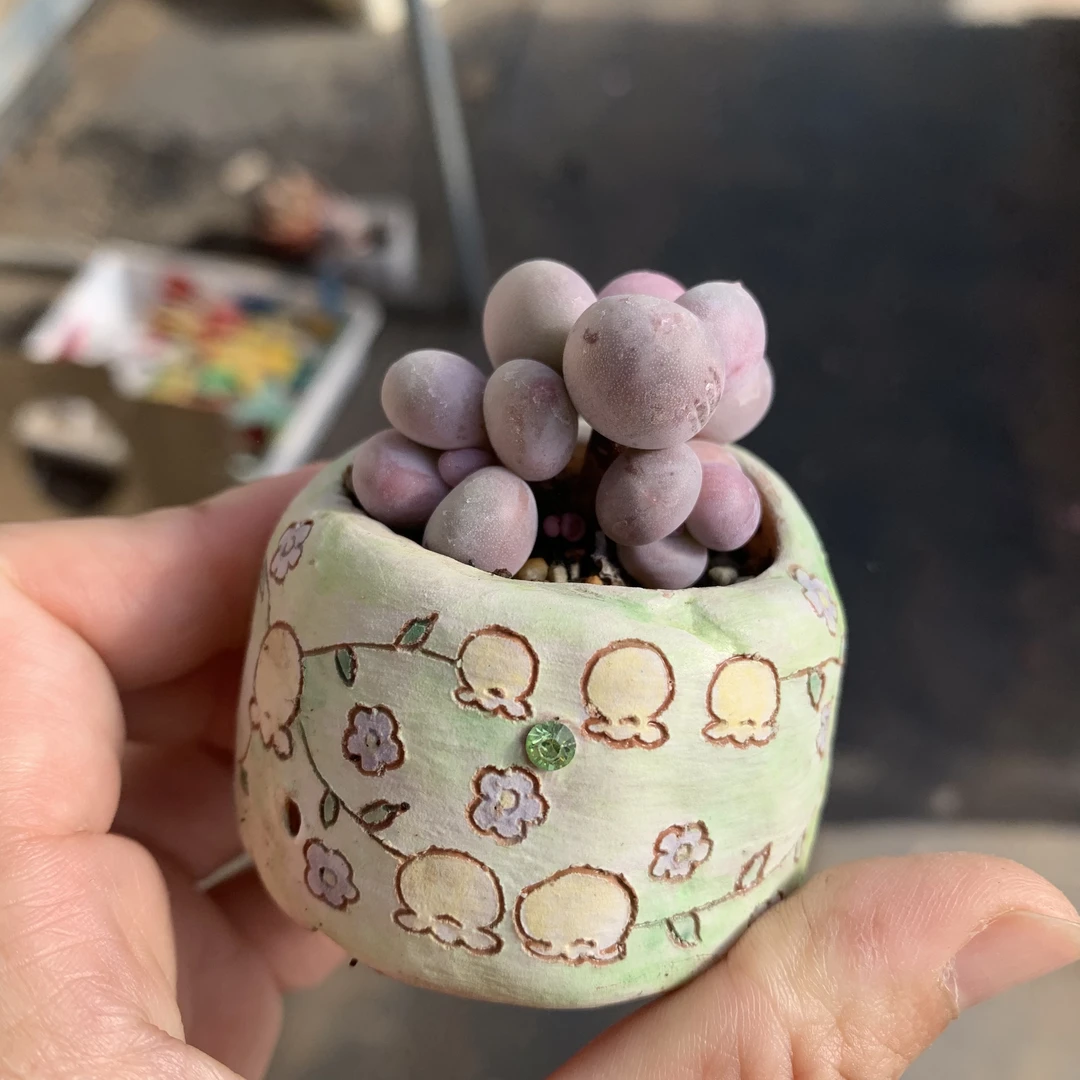 蛋黄奶酪一物一拍