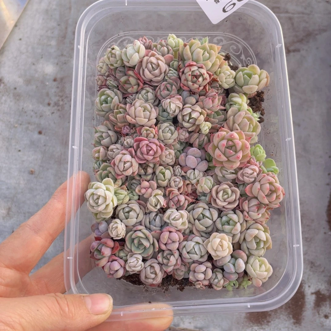 云糖心多肉植物609