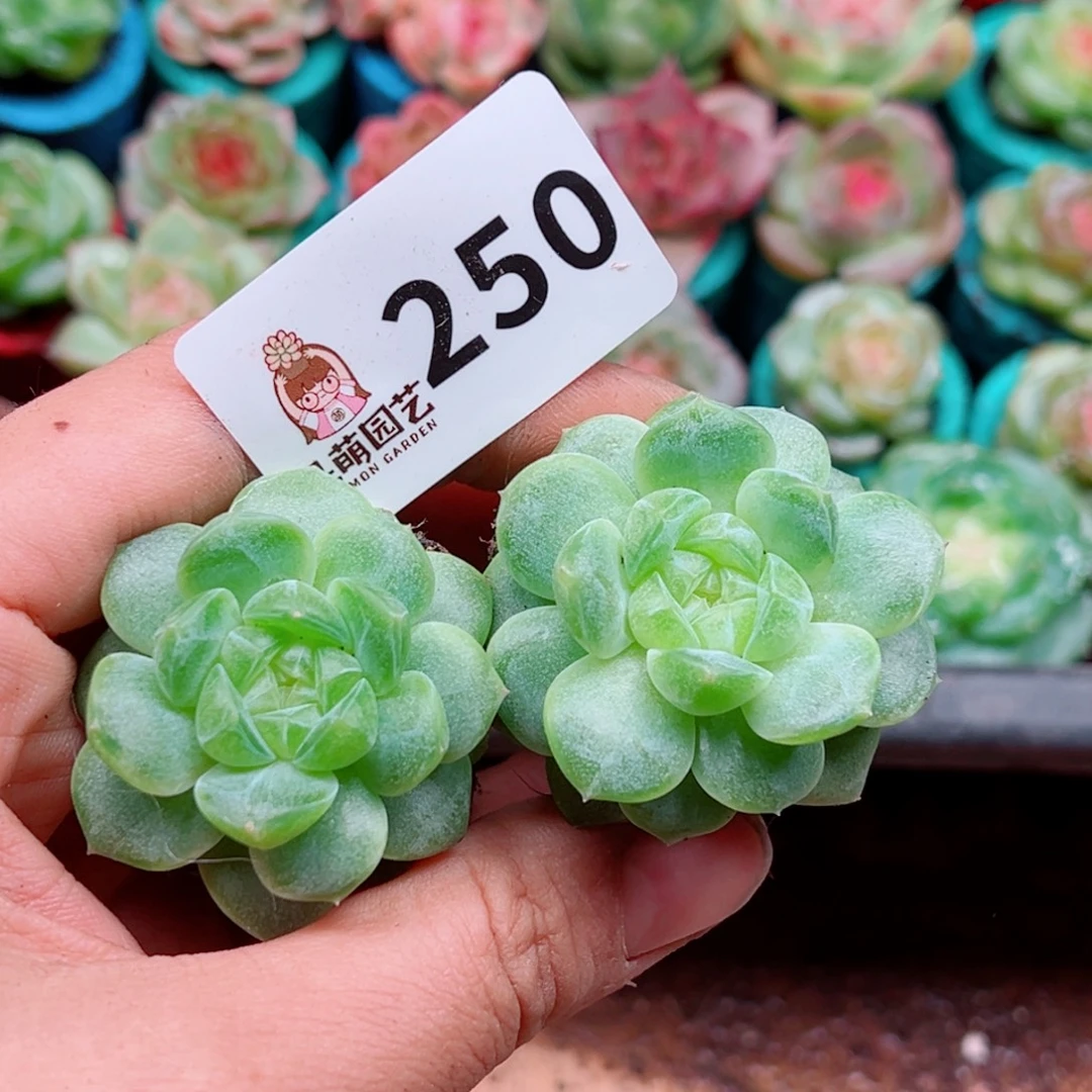 多肉植物多肉植物
