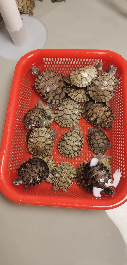 直播间挑选专用，切勿乱拍 ，乱拍发空包