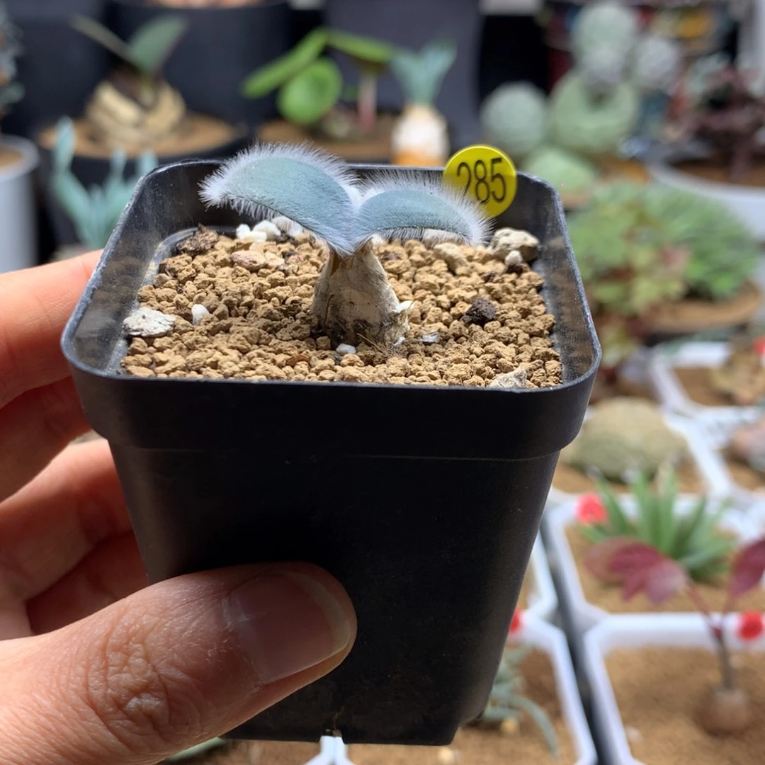 毛叶石蒜多肉带盆285