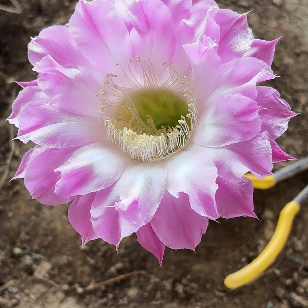 8 仙人球带根瑕疵