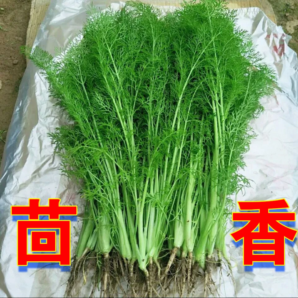 新鲜茴香菜新鲜带根小茴香菜露天头茬茴香荤香回香蔬菜