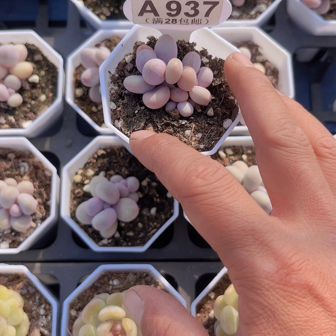 A937原始奶一物一拍