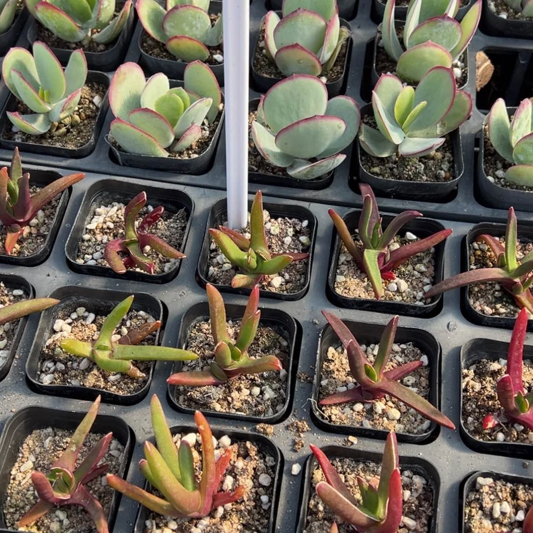 新妖一颗量拍多肉满9.9包邮下午发