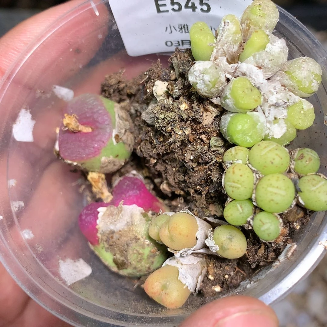 金***?E545多肉植物保护