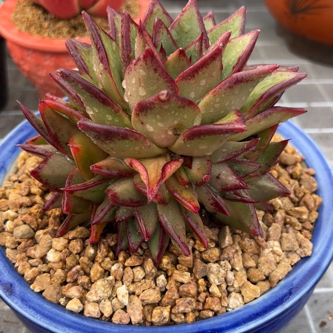 从前慢多肉精选编号0209.79