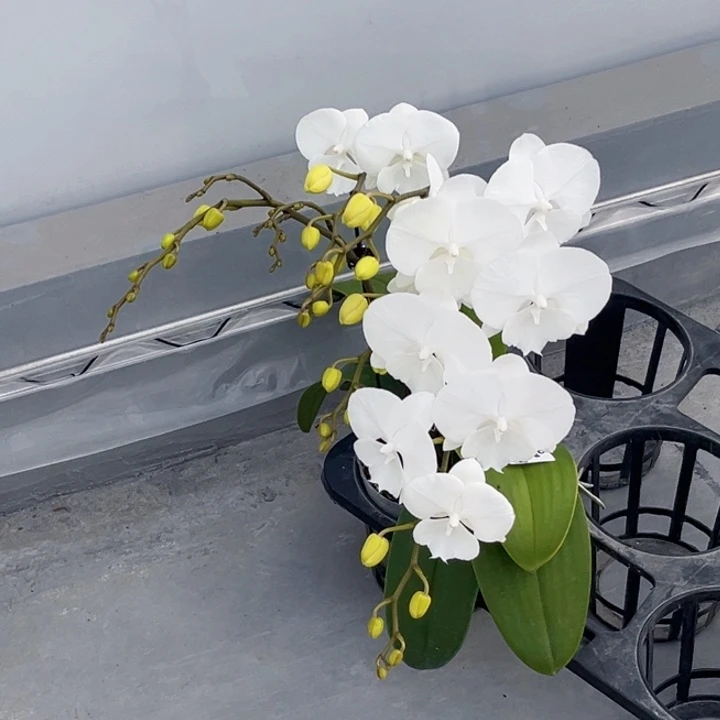 大量花朵（建议范围：8朵-15朵 或40%以上）