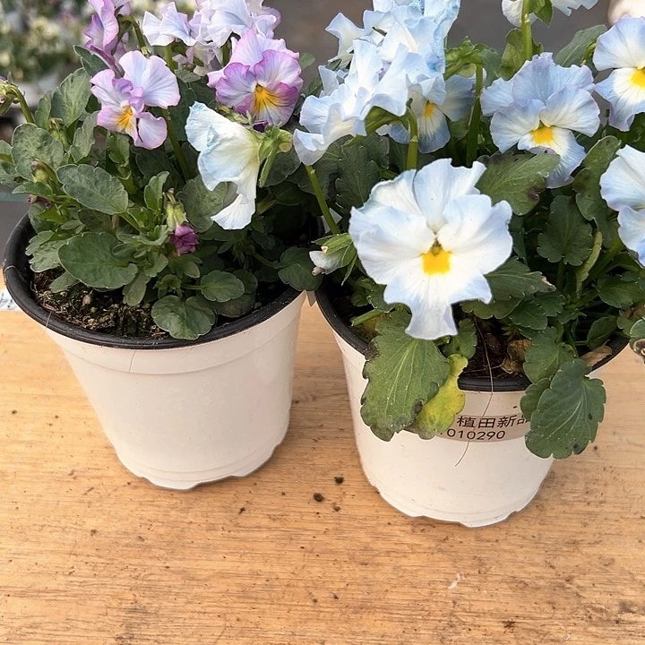 水晶抖音直播编号39-40