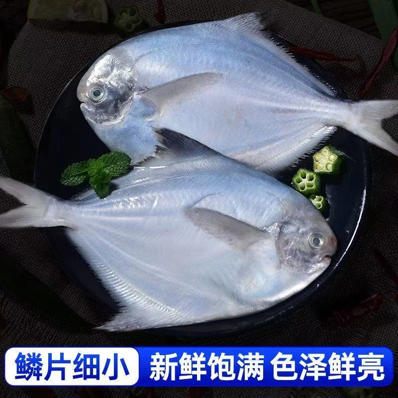 冷链发货特大号东海新鲜海捕银鲳鱼刺少肉嫩