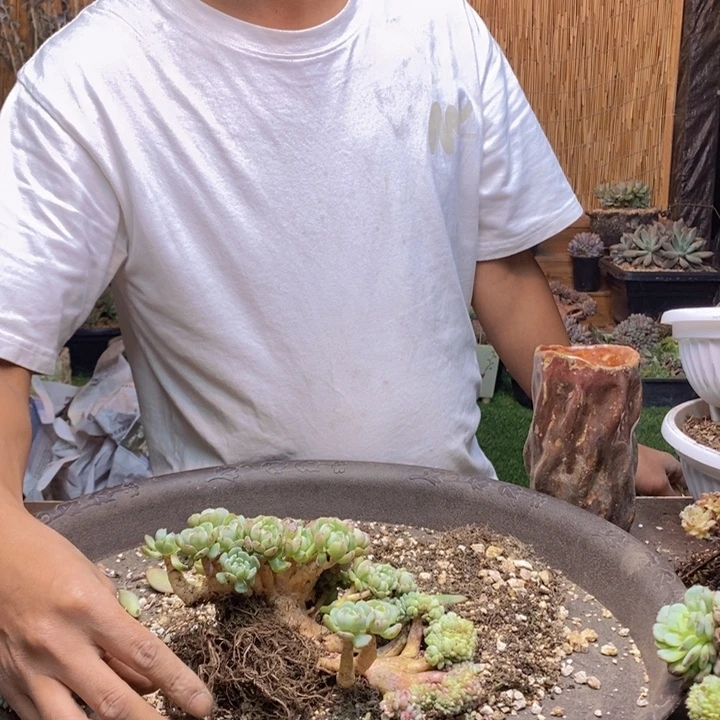 芯***熙57 号白胖子多肉植物