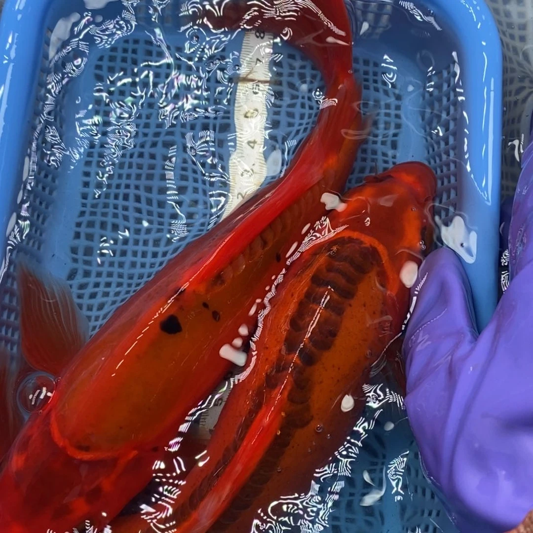 锦鲤冷水锦鲤包邮