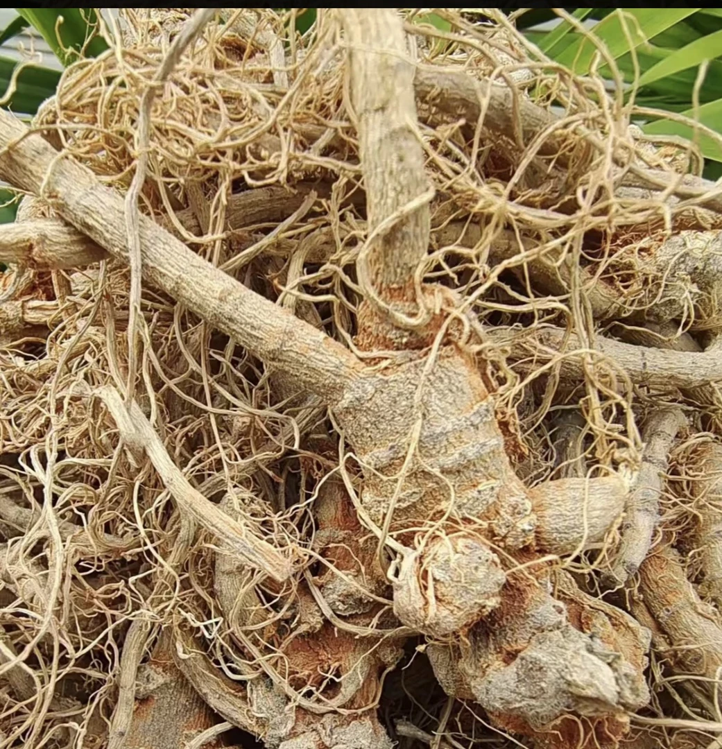 云南【三柒參】土特产