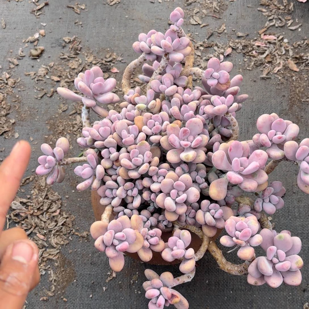 稀****.30号老庄多肉植物