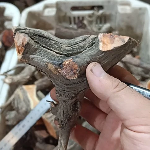 鄧***哥大果紫檀（缅甸花梨）