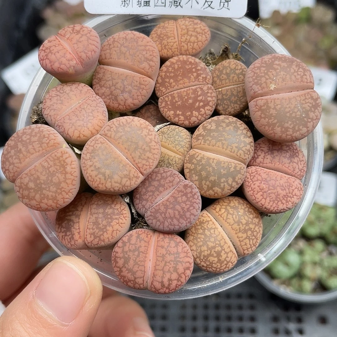 706000000花花花花花花