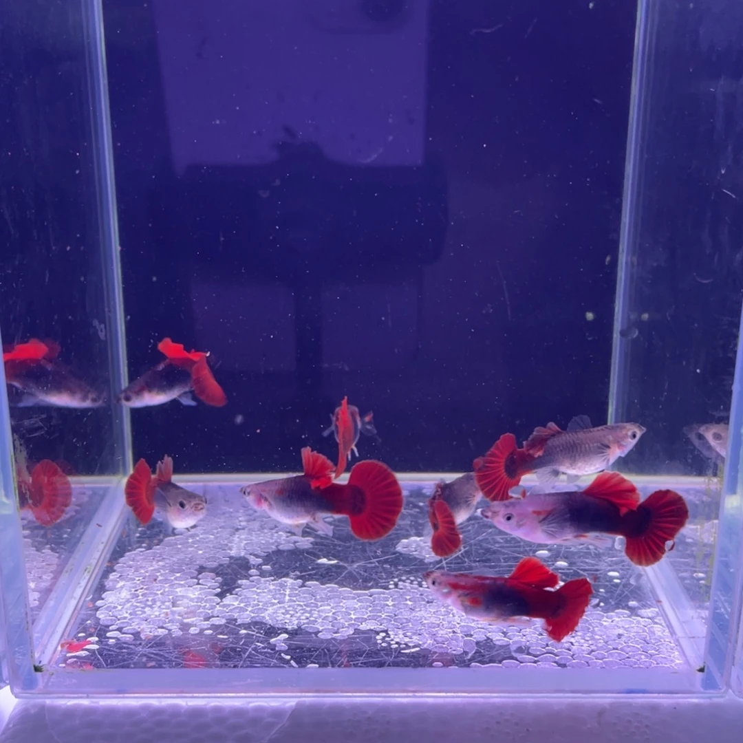 铁***子孔雀鱼折扇短板8条