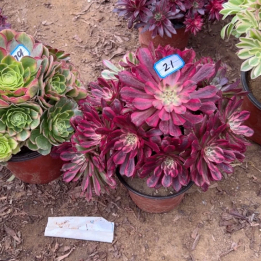 【闪购商品】坤*多肉植物舞天姬21