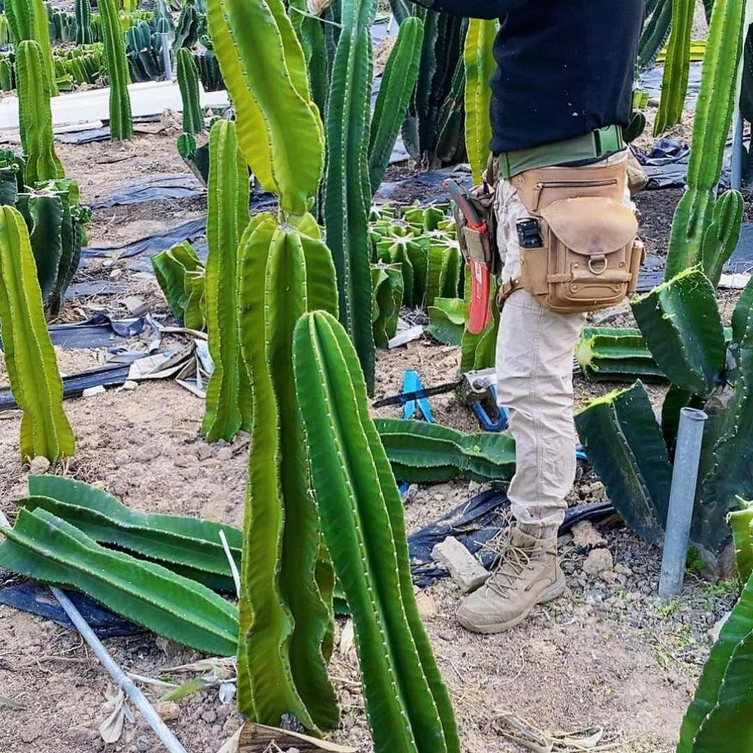 秘鲁苹果高度80厘米左右无根