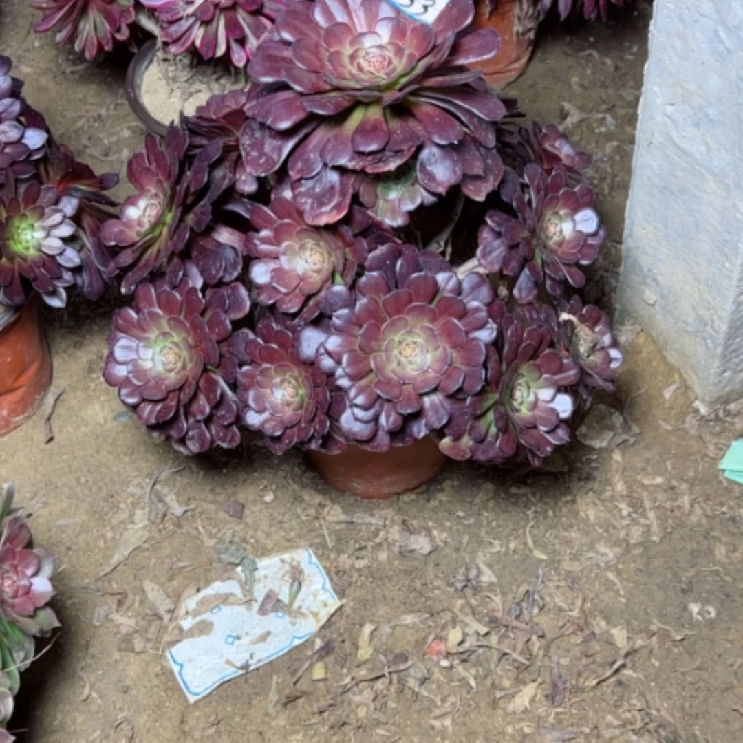 【闪购商品】多肉植物黑萝莉33